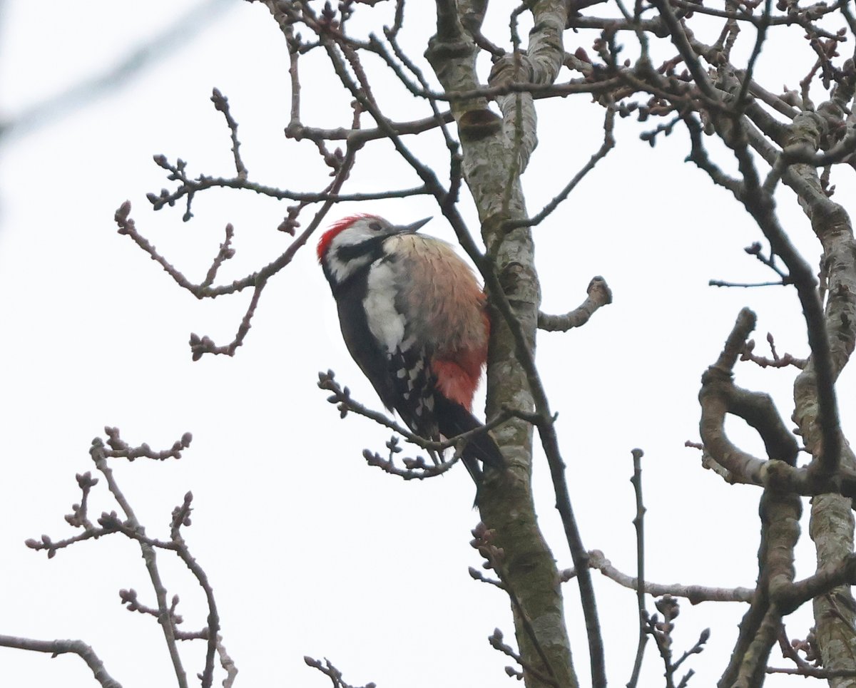 Tom Brereton (@tom_m_brereton) on Twitter photo Excellent short trip to the Netherlands for <a href="/naturetrektours/">Naturetrek</a> with 124 species including Pygmy Cormorant, Bufflehead, Ferruginous Duck, Middle & Lesser Spotted Woodpecker, 1000s of geese, 23 Smew, Great Grey Shrike, 20 Hawfinch, Sea Eagle, Hen Harrier, Tundra & Whooper, Cresties Excellent short trip to the Netherlands for <a href="/naturetrektours/">Naturetrek</a> with 124 species including Pygmy Cormorant, Bufflehead, Ferruginous Duck, Middle & Lesser Spotted Woodpecker, 1000s of geese, 23 Smew, Great Grey Shrike, 20 Hawfinch, Sea Eagle, Hen Harrier, Tundra & Whooper, Cresties
