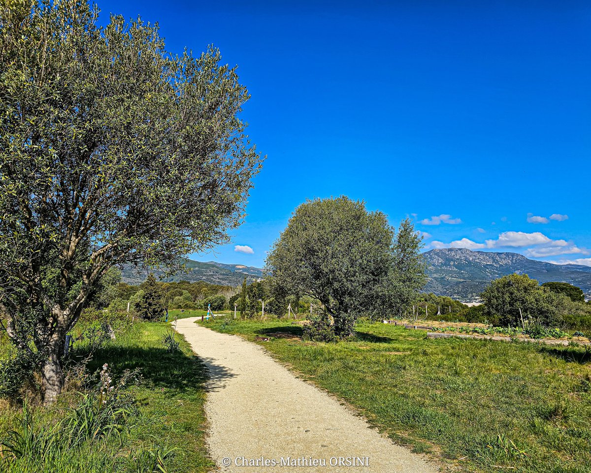 Charles_MCMXCV's tweet photo. ➡️ FURIANI - 06.04.2023
Ⓒ Charles-Mathieu ORSINI
📷 Instagram : ritrattidicarlu
▶️ #corsica #corse #isula #island #islandlife #sky #clouds #sun #sunrise #sunset #sunsetlovers #view #sea #mountain #landscape #nature #photo #photography #picture #samsung ◀️
3/5 https://t.co/bPseZpdlB5