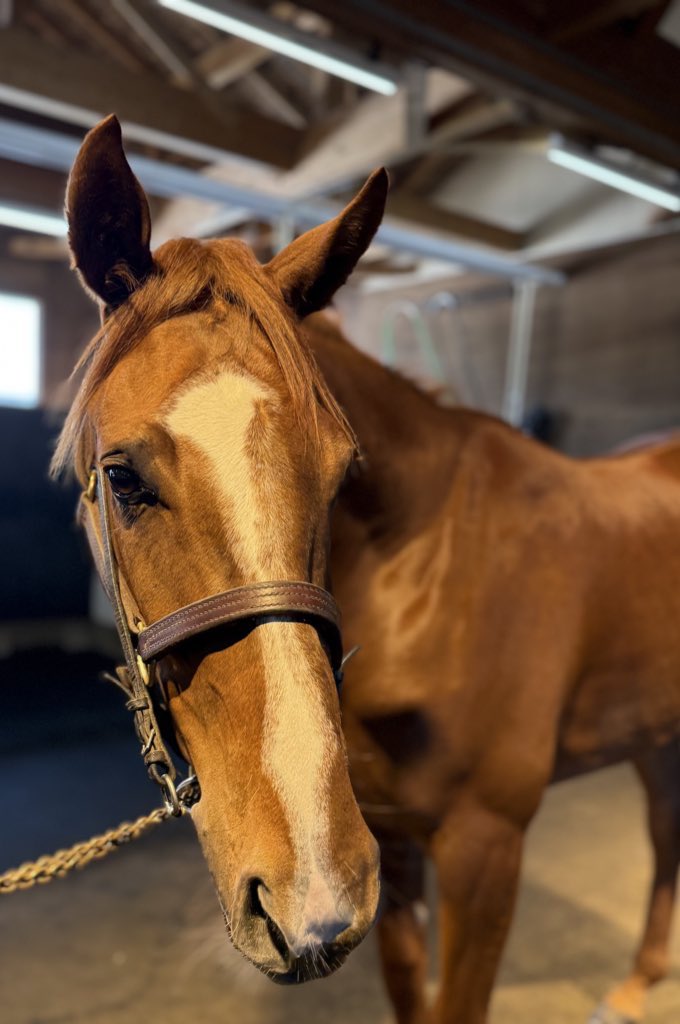 𝙗𝙪𝙗𝙗𝙡𝙚 on X