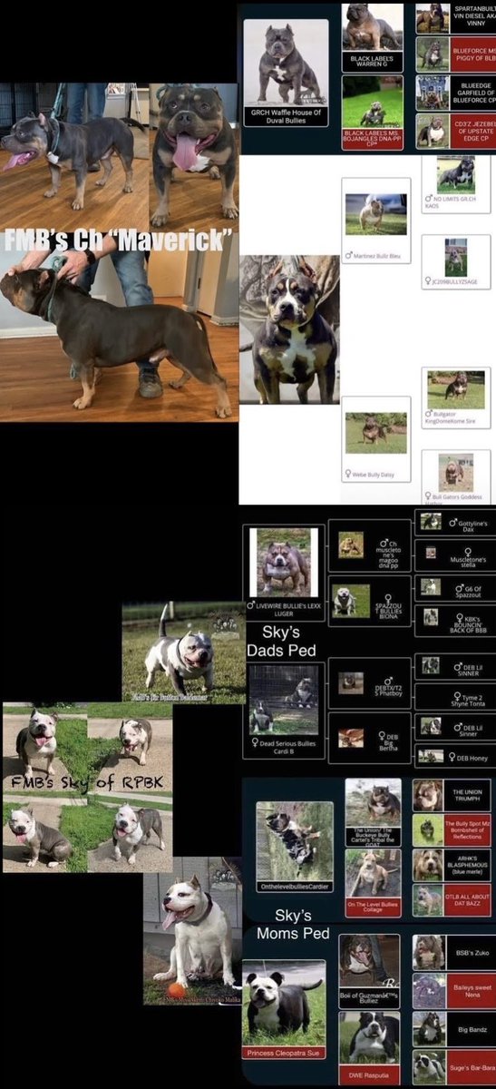 ReignPBK's tweet image. Due May 2025🥰
#AmericanBully #Bully #Bullies #ABKC #babies #puppies #pups #love #like #gorgeous #beautiful