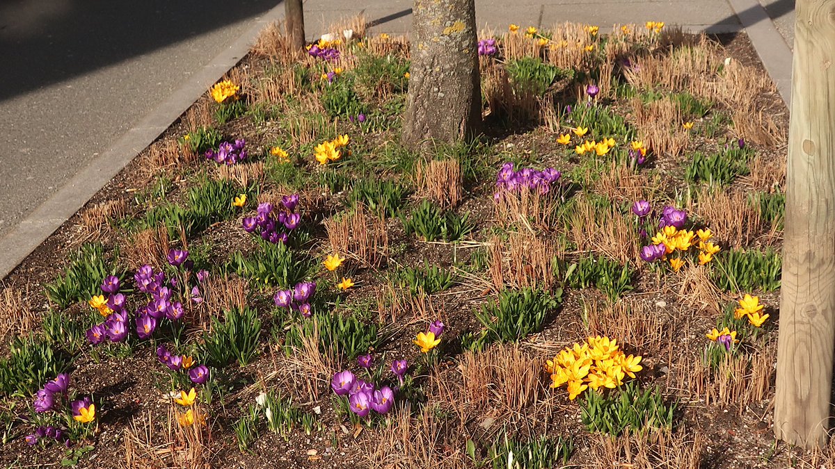 Krokusse hinter dem Bahnhof in #Salzburg