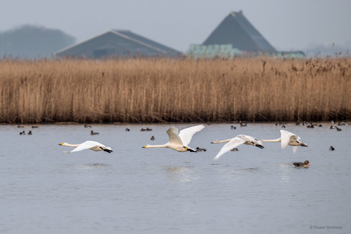 Stephen Vickers (@stephen8vickers) on Twitter photo The Whoopers are starting to move and will soon be back on their Icelandic breeding grounds! Since <a href="/WaterbirdCM/">Waterbird Colour-marking Group</a> started ringing Whoopers in 2023, we've tagged >600 inds. and gathered >750 sightings. Please keep an eye out and continue to report any sightings to us as they leave! The Whoopers are starting to move and will soon be back on their Icelandic breeding grounds! Since <a href="/WaterbirdCM/">Waterbird Colour-marking Group</a> started ringing Whoopers in 2023, we've tagged >600 inds. and gathered >750 sightings. Please keep an eye out and continue to report any sightings to us as they leave!