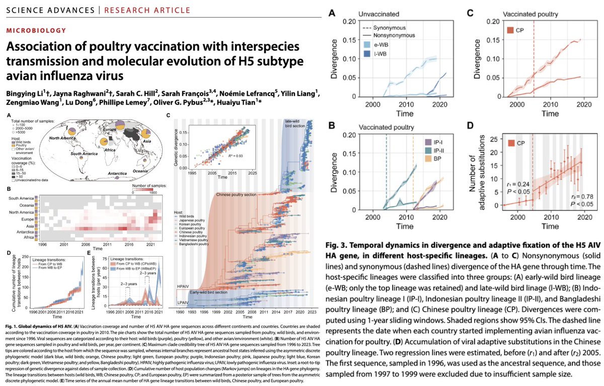 Mass vaccination of animals against H5N1 with a non-sterilizing vaccine during a widespread animal pandemic can accelerate viral evolution, leading to more virulent strains and increasing the risk of a human pandemic. This must NOT proceed.
science.org/doi/10.1126/sc…