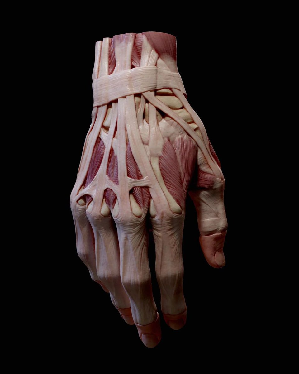 FlippedNormals's tweet image. A detailed hand anatomy model designed for artists, sculptors, and anatomy enthusiasts. This model captures muscles, tendons, and structures, making it an ideal reference for realistic hand studies. flipnm.co/4ijzNIr