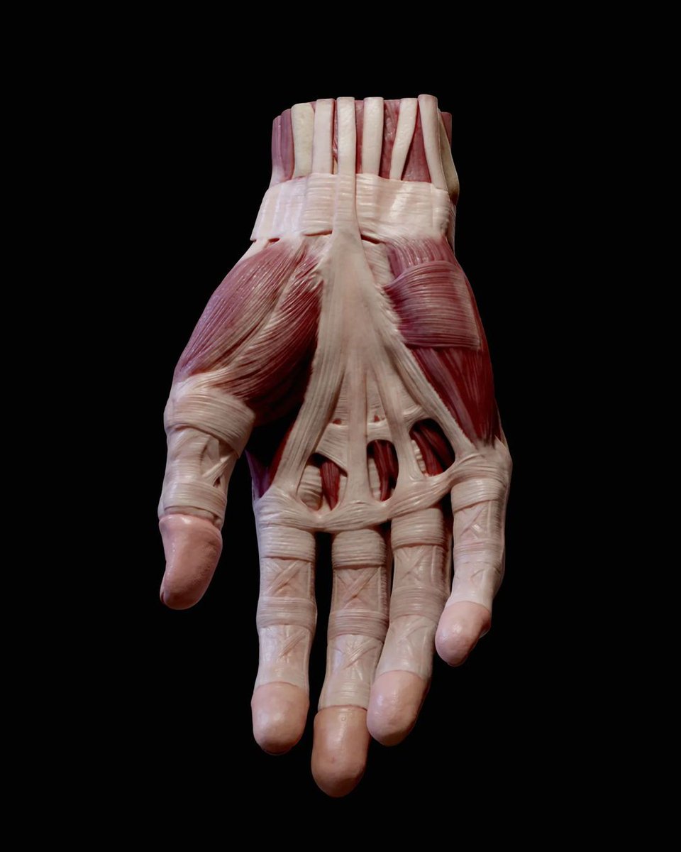 FlippedNormals's tweet image. A detailed hand anatomy model designed for artists, sculptors, and anatomy enthusiasts. This model captures muscles, tendons, and structures, making it an ideal reference for realistic hand studies. flipnm.co/4ijzNIr