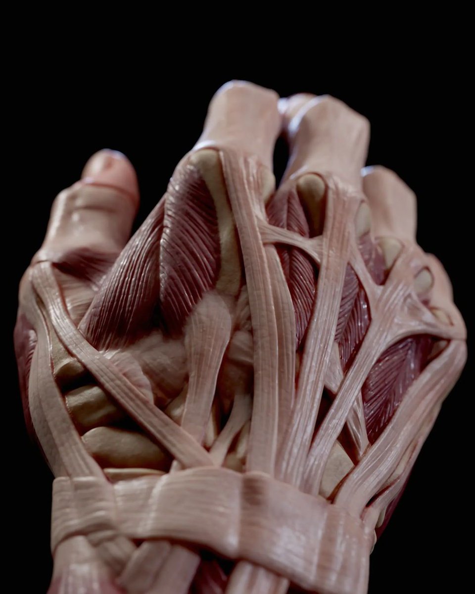 FlippedNormals's tweet image. A detailed hand anatomy model designed for artists, sculptors, and anatomy enthusiasts. This model captures muscles, tendons, and structures, making it an ideal reference for realistic hand studies. flipnm.co/4ijzNIr