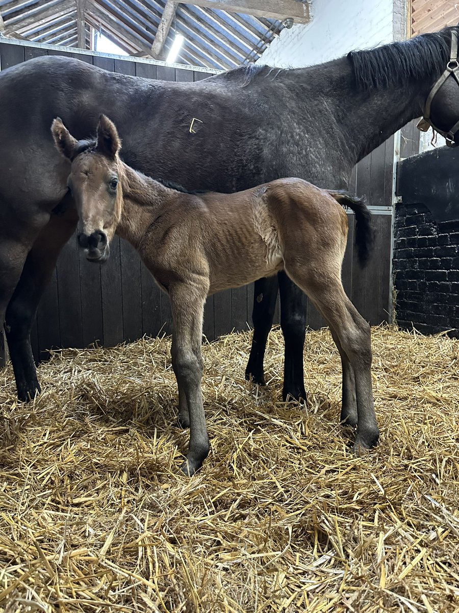 Yorton Farm Stud tweet media