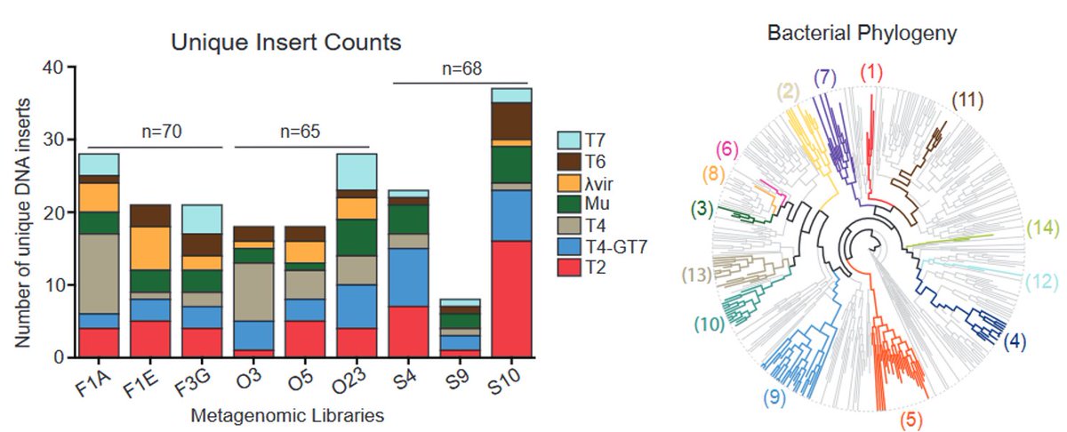 A lot!

We found &gt;200 defense inserts from 63 selections, from every habitat surveyed and against each phage tested. These DNA inserts come from 14 different phyla yet function in E. coli against its phages. Cross-compatibility across huge evolutionary distances!

3/10