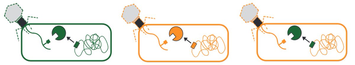 Nucleases are particularly common – implying that these defenses cross phylogenetic boundaries exceptionally well. Many of these nucleases likely recognize covalent modifications on phage DNA to activate restriction. 

4/10