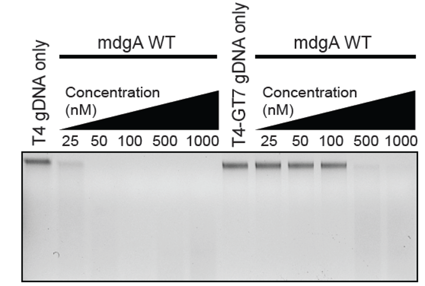 Why do we say this? Because a mutant phage without these modifications is resistant to many of these nuclease defense systems. We purified a few nucleases and confirmed, yes, that’s what happening here!

5/10