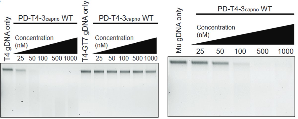 We cloned and purified one of these nucleases and – yep! – it could degrade genomic DNA from both Mu and T4. In fact, its nuclease activity against these DNA substrates in vitro correlated roughly with its phage defense activity in vivo.

7/10