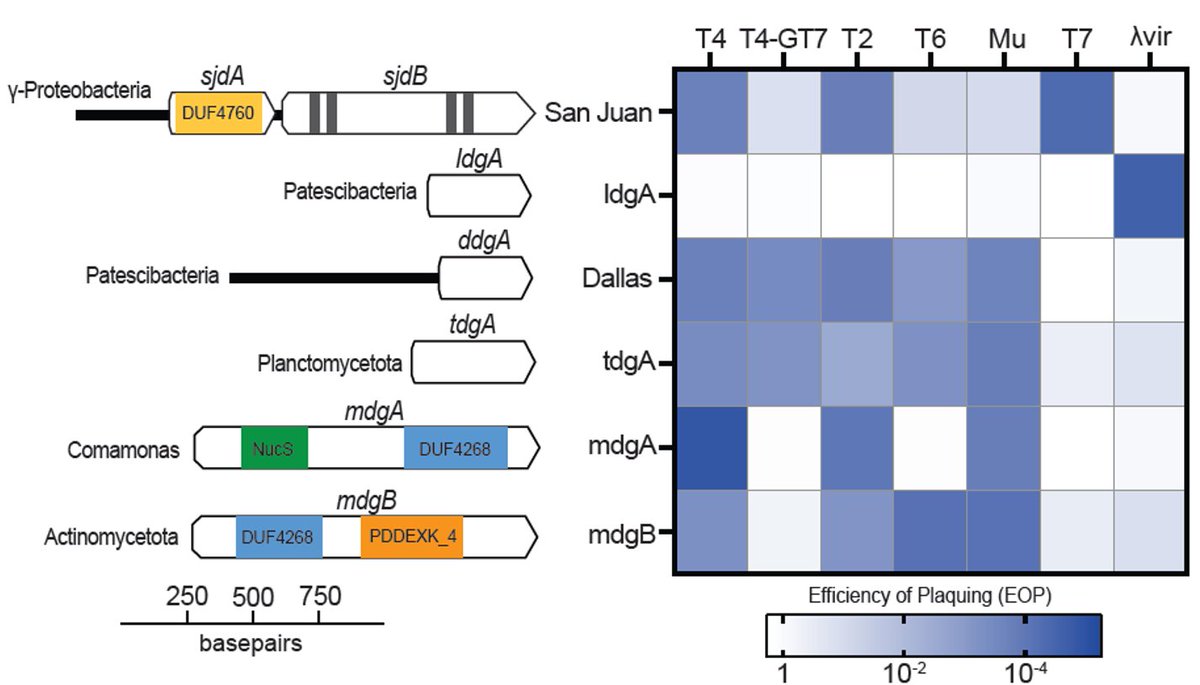 We also find a whole slew of new phage defenses – outer membrane proteins, abortive infection, and genes without sequence or structural homology to any known protein. If you have the time (and mental energy), consider giving our preprint a look and telling us what you think!
8/10