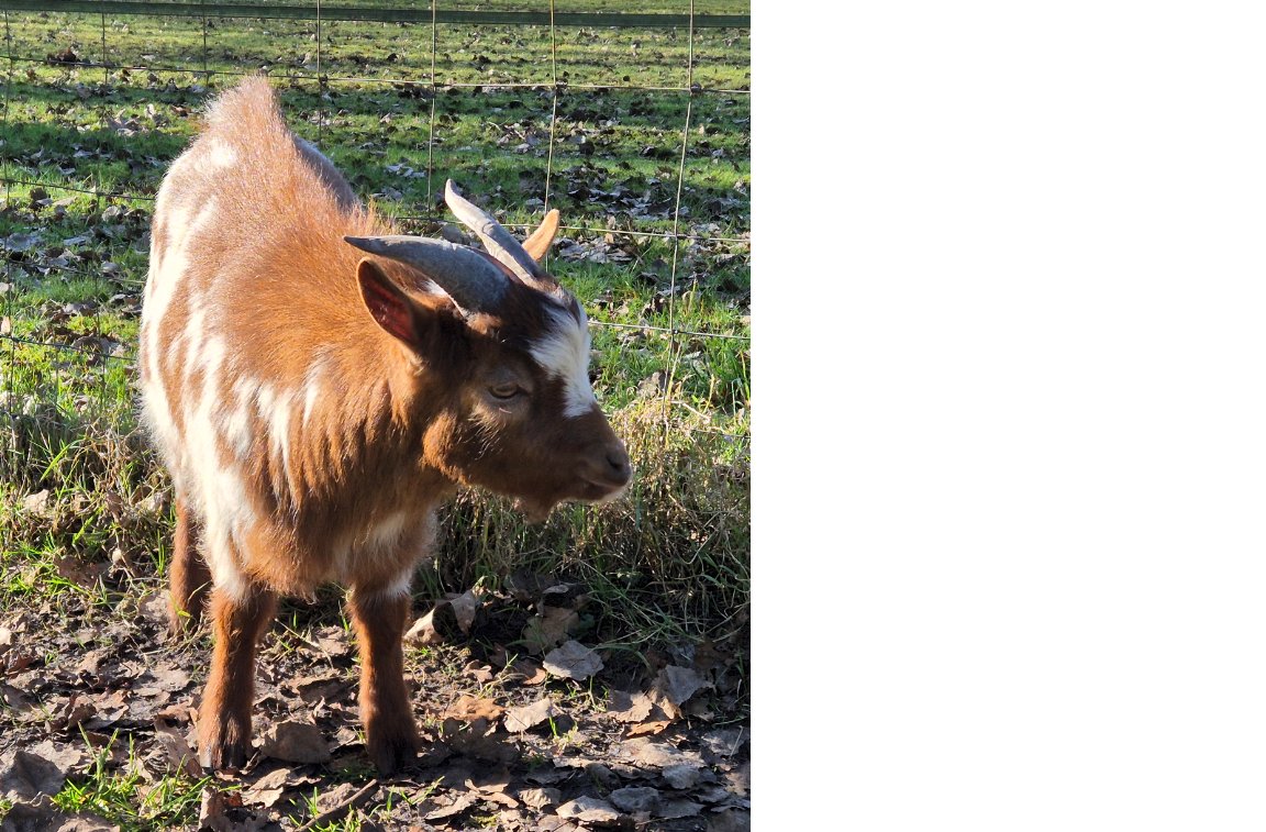 Ben jij de eigenaar van deze twee leuke dwerg geitjes? En mis jij ze? Neem dan contact met ons op! Referentienummer: pl0900-2025-066726.