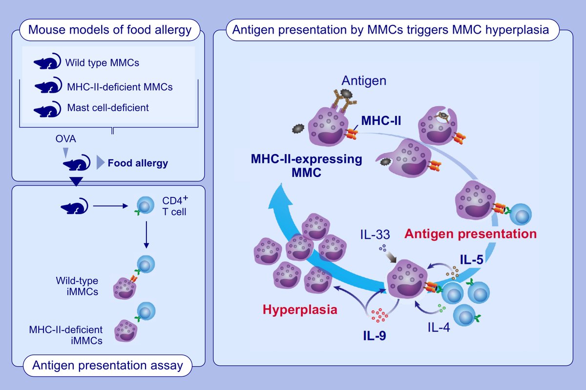 MHC Class II-Expressing Mucosal Mast Cells Promote Intestinal Mast Cell Hyperplasia in a Mouse Model of Food Allergy. First author: Kenji Oishi; corresponding author: Nobuhiro Nakano. 

Read the article here: doi.org/10.1111/all.16…

MHC class II-expressing mucosal mast cells
