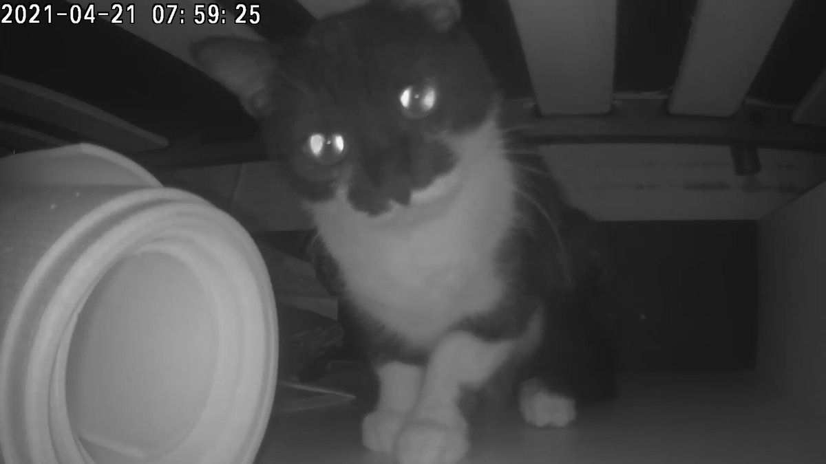 Suskadse beobachtet euch