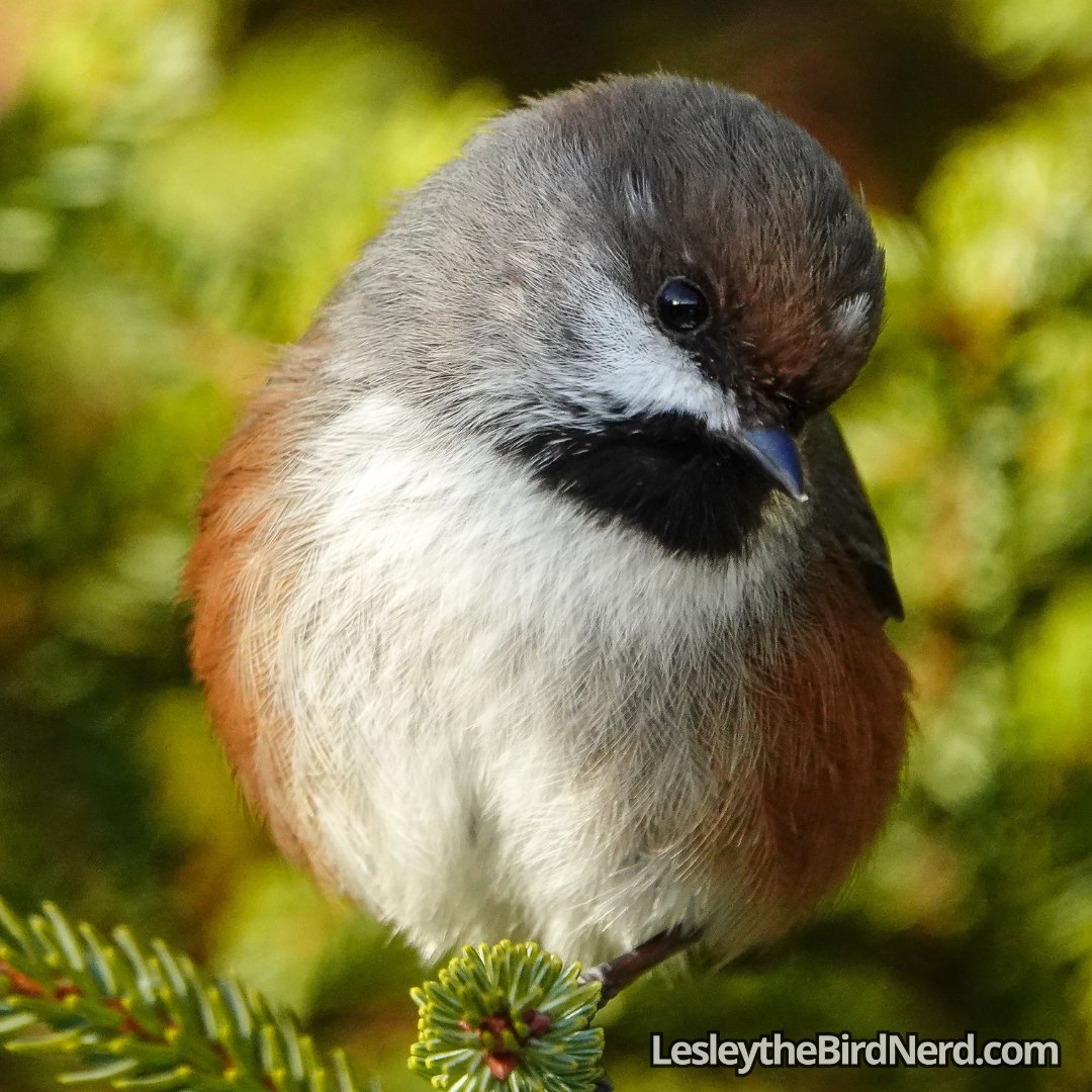 Have a good day and great new week ahead! 🐦This is Speckle a male Boreal Chickadee 🤎