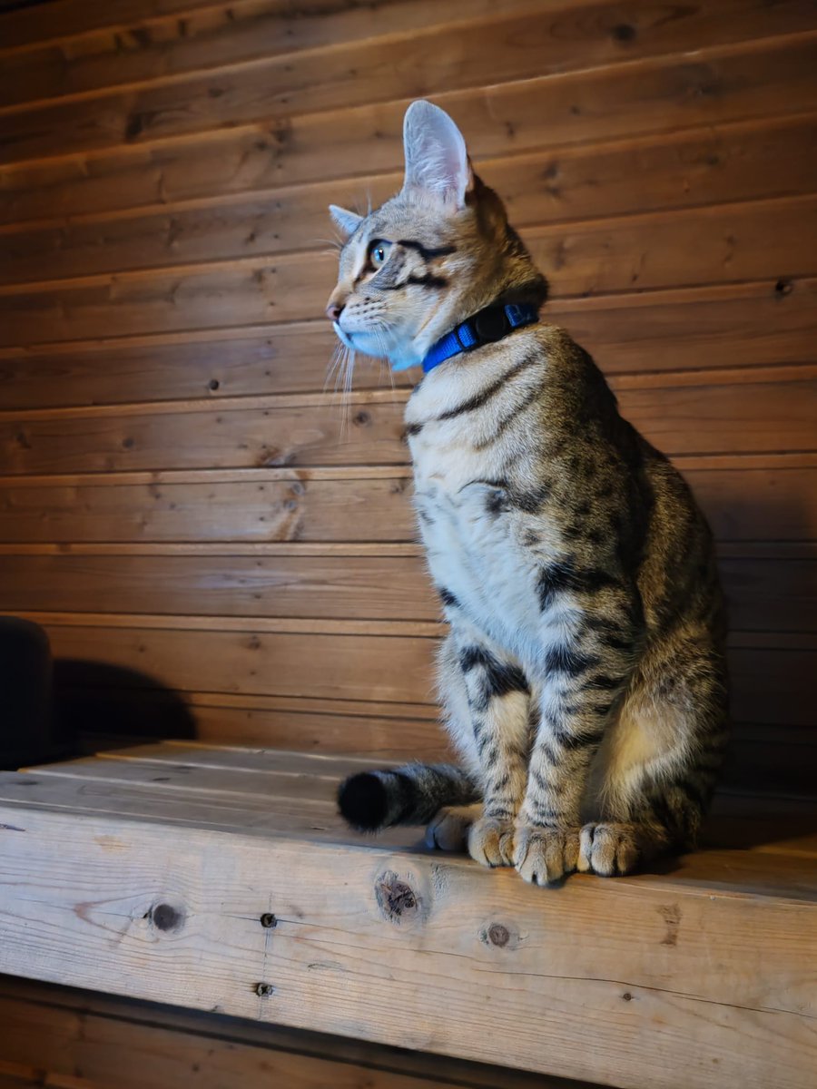 Seitsemänkuukautinen kissani saunan lauteilla.