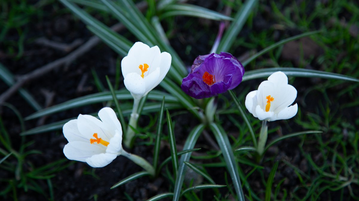 St. James's Park #Spring <a href="/theroyalparks/">The Royal Parks</a>