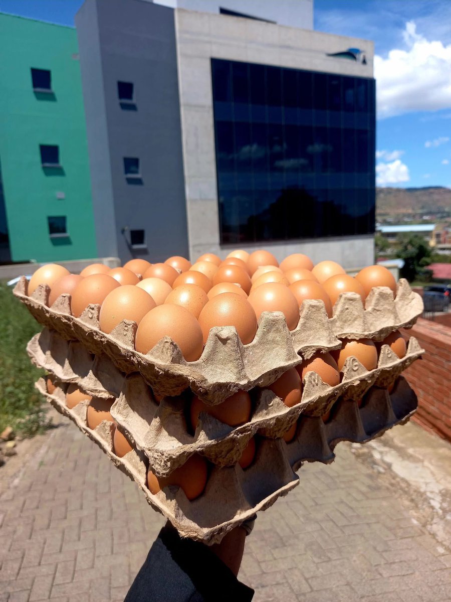 Maseru local moo hle

Ke rekisa mahe
M56-M60
WhatsApp 59725484 or call 63774154