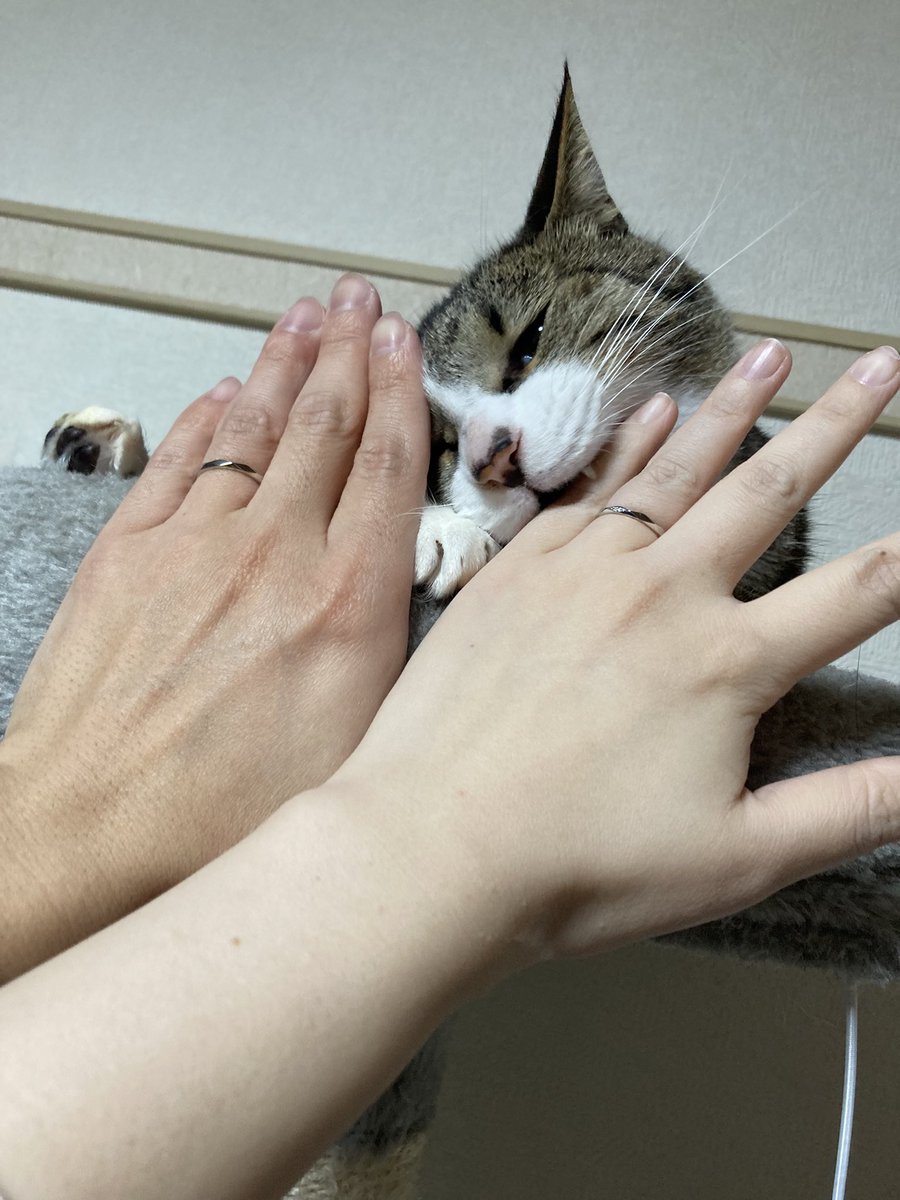 pekos ペコス (@pekos0604) / Posts / X