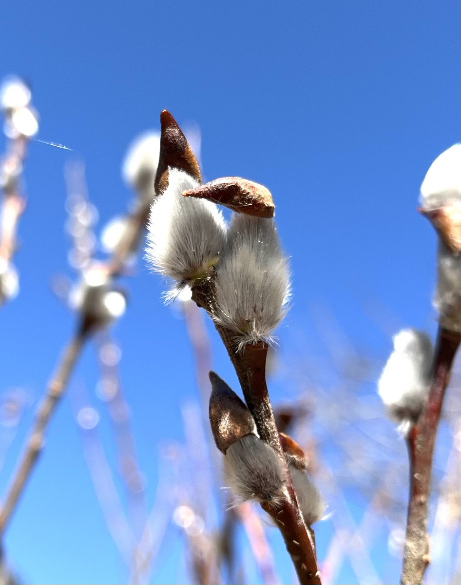 ネコヤナギ - Search / X