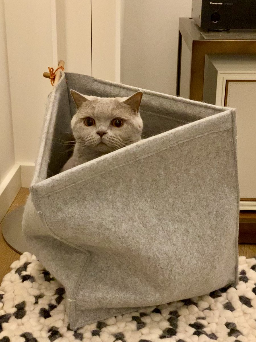 Have you ever tried an upside-down tent ⛺️? According to Alice, it makes a pretty awesome box! 📦😸🐾 #catboxsunday #CatsOfTwitter