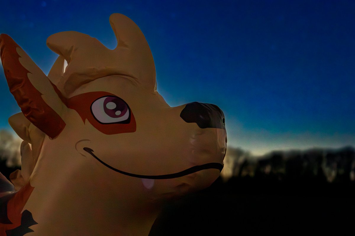 icithearcticfox's tweet photo. Night shoots  seem to be the new thing for me lately! My fire doggo looking adorable  under the night sky. Just a shame even after travelling out for an hour  there was still so much light polution.

#pooltoys #pooltoy #inflatables #inflatable #furries #furry https://t.co/30R9W4UoDM