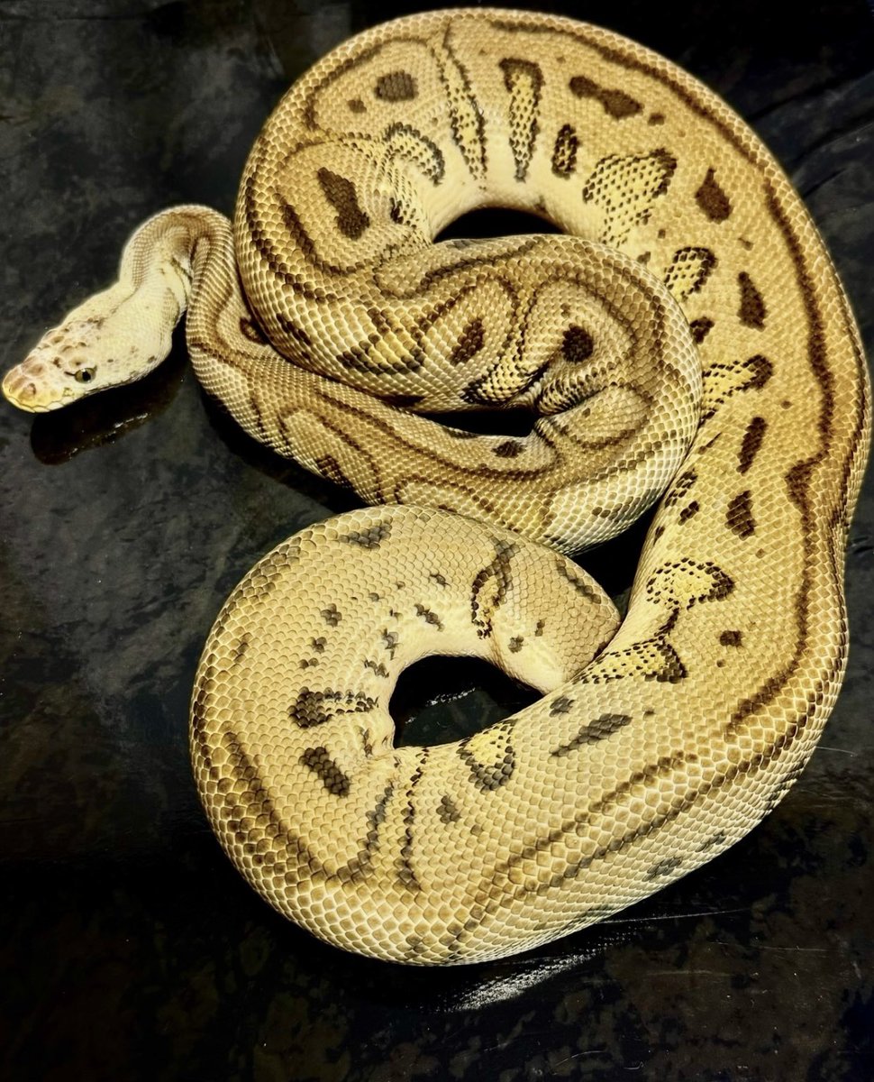 Pythonberry8's tweet image. 【@vbp_ballpython 】さんよりパステルバットマンをお迎えさせて頂きました！
今月もお迎え予定なので近々お伺いさせて頂きます！
vbpさんの個体はどの子も餌食い良好♪
森さん、いつもありがとうございます🐍

Pastel Batman

#vbp_ballpython