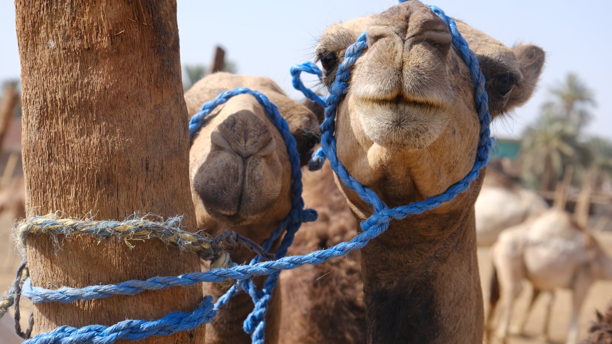 Animals' Angels Middle East tweet media