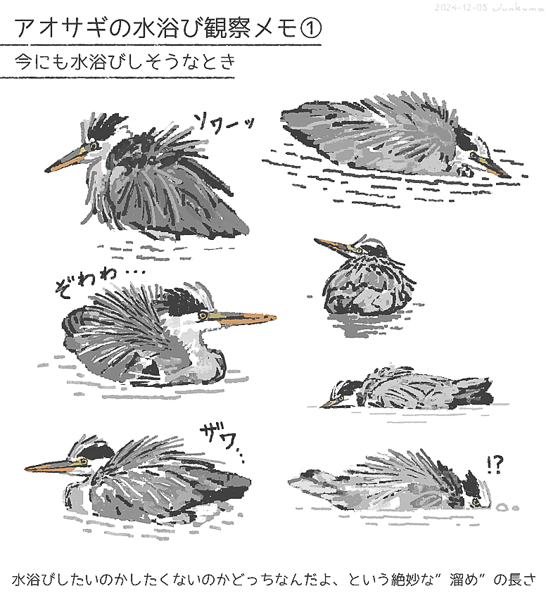 アオサギの水浴び観察メモ① 