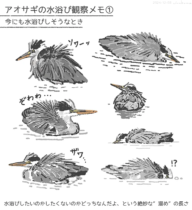 アオサギの水浴び観察メモ① 