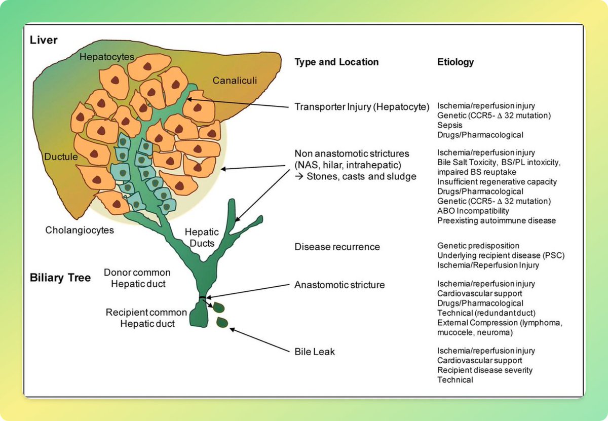 Bile Duct Injury After Liver Transplantation Type and etiology of injury of the biliary tree after liver transplantation.

(Schlegel and Dutkowski, Int J Mol Sci 2018)