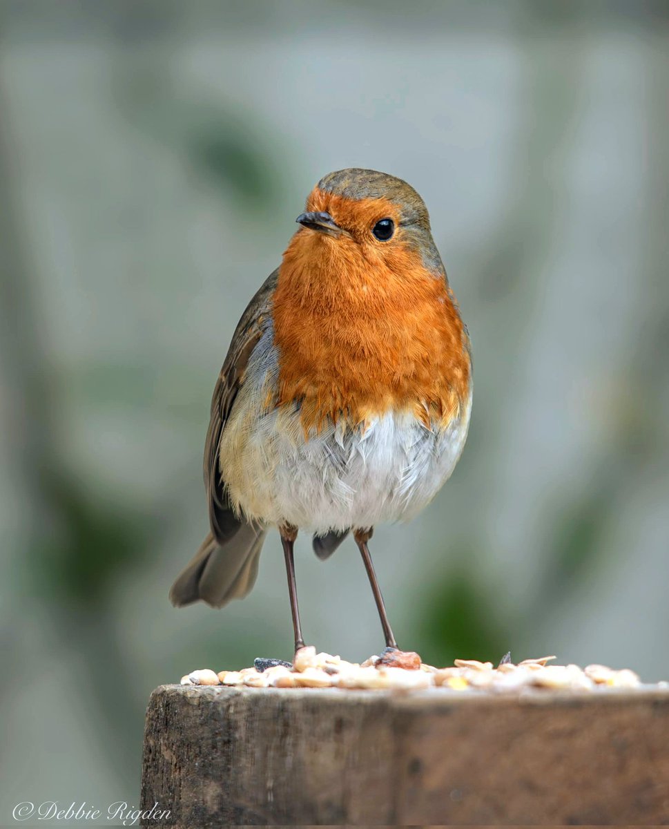 RigdenDebbie's tweet photo. Breakfast is served. Little Robin sits down for breakfast
#EuropeanRobin #Robin #gardenbirds #birds #gardenwildlife #nature https://t.co/No0BG8GJZF