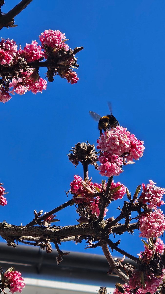 Queen bumblebee spotted feeding on my Viburnum bodnantense just now, happy days!
This is the third I've seen round here in the last few days, so hopefully a bit of sunshine will give them a boost. #bees #wildlife #sunshine #optimism