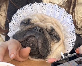 konatsu_komugi_'s tweet photo. ほぼ赤ちゃんだと思います

#カフェで爆睡
#人より大きなイビキ音
#マダムにも見えます https://t.co/B9vU9CfjPf