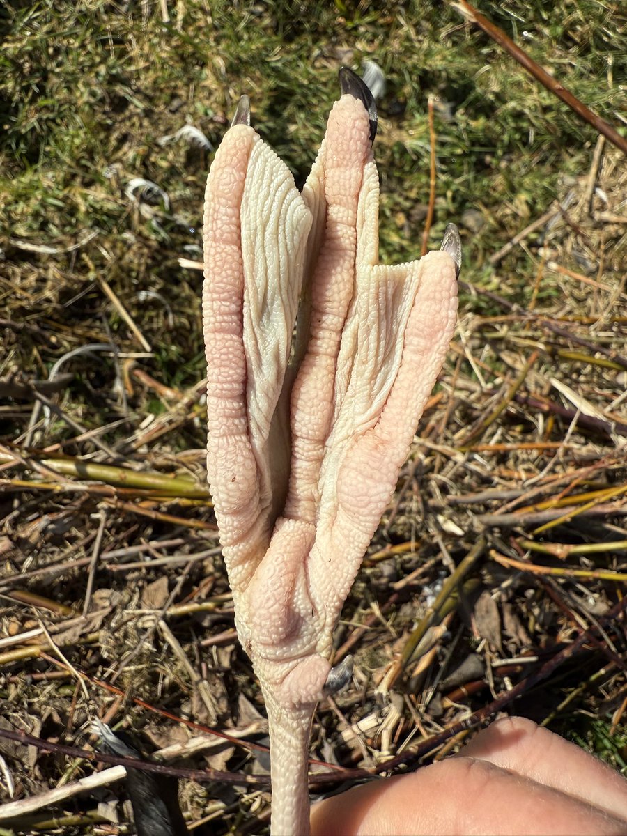 Nick Mackman Animal Sculpture tweet media