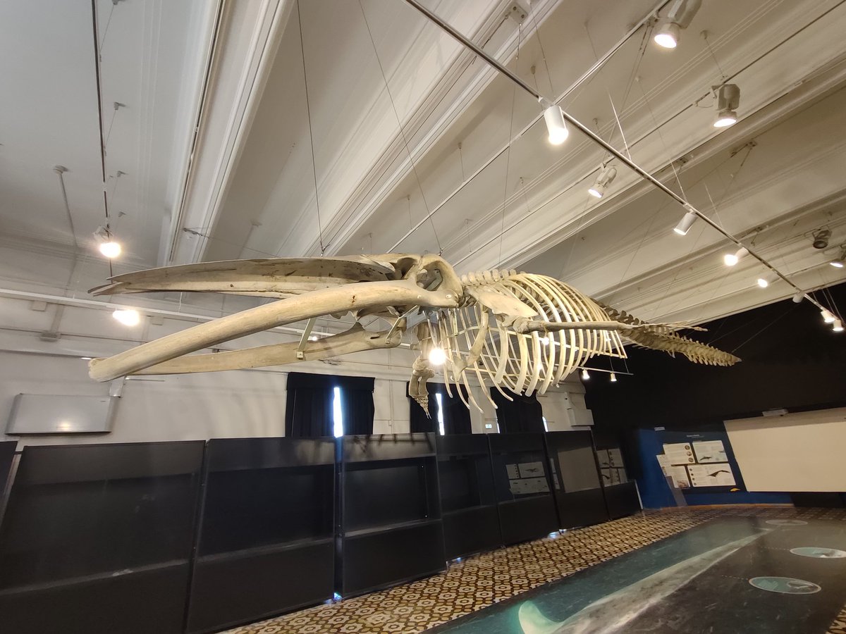 Jukebox4154's tweet photo. Oggi visita al Museo Civico di Zoologia #museigratis #2marzo https://t.co/BGwmWsHn3P