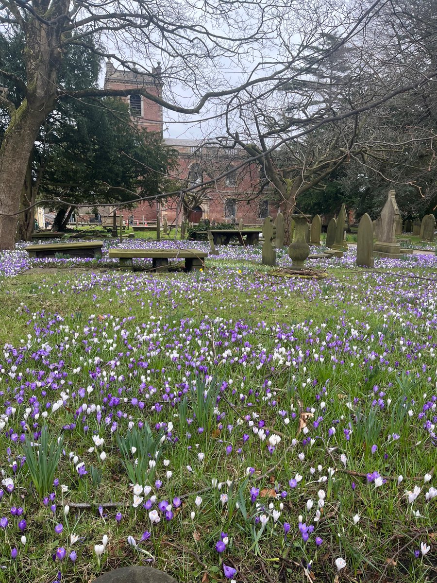 Always gives me a thrill when I see these appearing.  Spring is sprung 😍