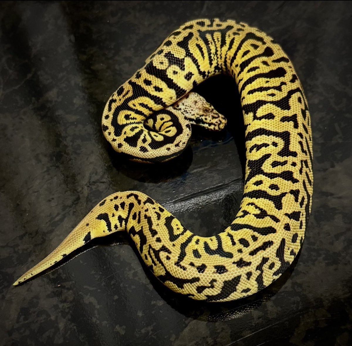 Pythonberry8's tweet image. 少し前にお迎えさせて頂いた0.1 パステルスポットノーズアシッド🐍

Pastel spotnose acid het clown