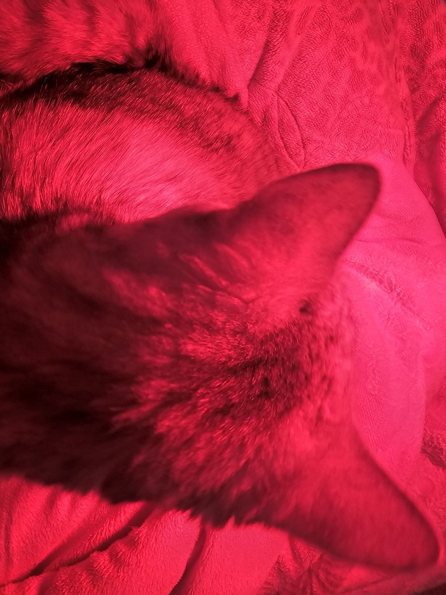 슬퍼할 시간에 후코이단 먹이고 조사기나 쬐어주자.