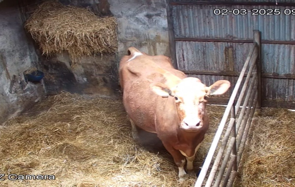 Watching me watching you 🧐🐮