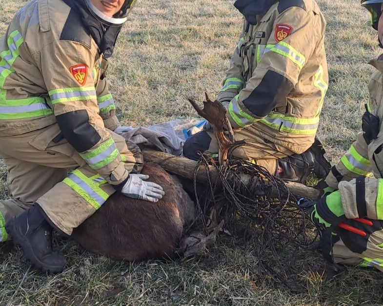 Brandweer bevrijdt herten uit hekwerk
