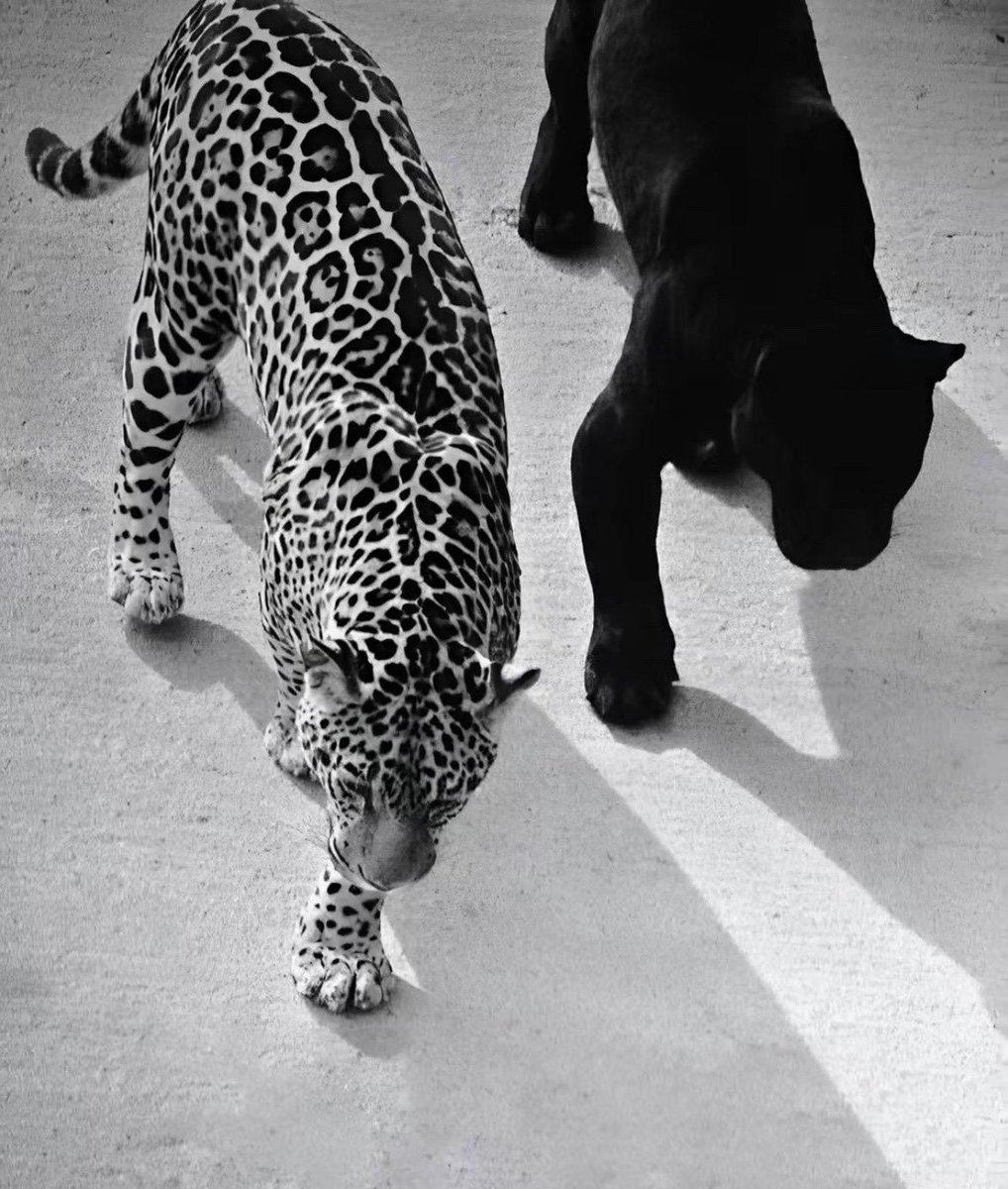 Blessed (@idblessd) on Twitter photo 