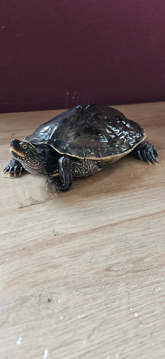 Daisy_Thus's tweet photo. Helaas moet ik na 20 jaar mijn #schildpadden (vrouwtjes) wegdoen. #Geelwang, #Geelbuik en een #Zaagrug. Zoek een goede huis voor ze. Als je interesse hebt, doe mij een inbox. Ze zijn te bewonderen in #Silvolde (#Gelderland) https://t.co/6qltDJXov7