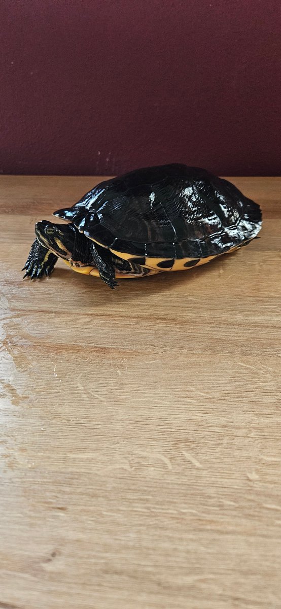 Daisy_Thus's tweet photo. Helaas moet ik na 20 jaar mijn #schildpadden (vrouwtjes) wegdoen. #Geelwang, #Geelbuik en een #Zaagrug. Zoek een goede huis voor ze. Als je interesse hebt, doe mij een inbox. Ze zijn te bewonderen in #Silvolde (#Gelderland) https://t.co/6qltDJXov7
