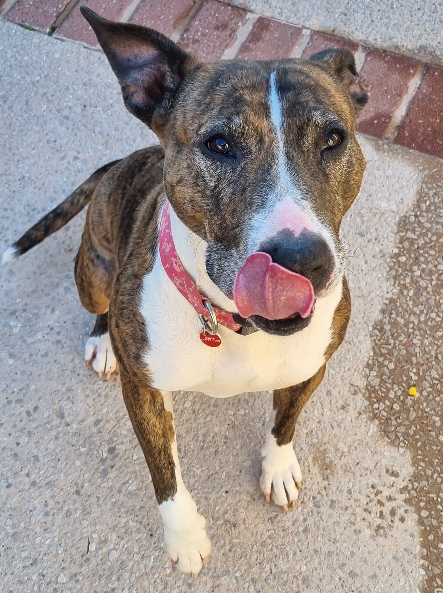 Senior Staffy Club Dog Rescue tweet media