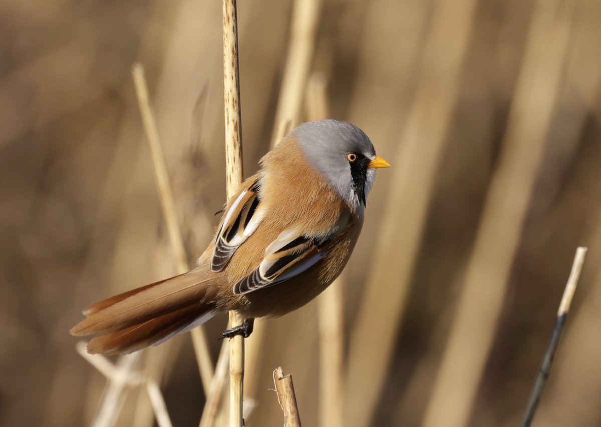 RichardJeffree3's tweet image. A wish came true this morning when this cracker landed feet away in front of the hide Holland haven CP