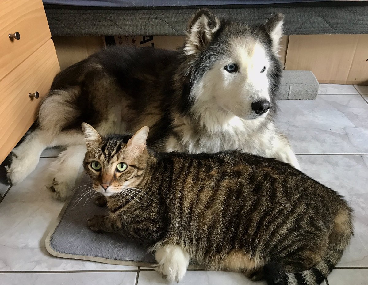 megpanos's tweet image. Κορίνα και Τιραμόλλα #greece #attica #pefki #animals #husky #siberianhusky #mydog #corina #dog #dogs #cat #cats #kitty #kitties #kitten #kittens #mycat #tiramolla