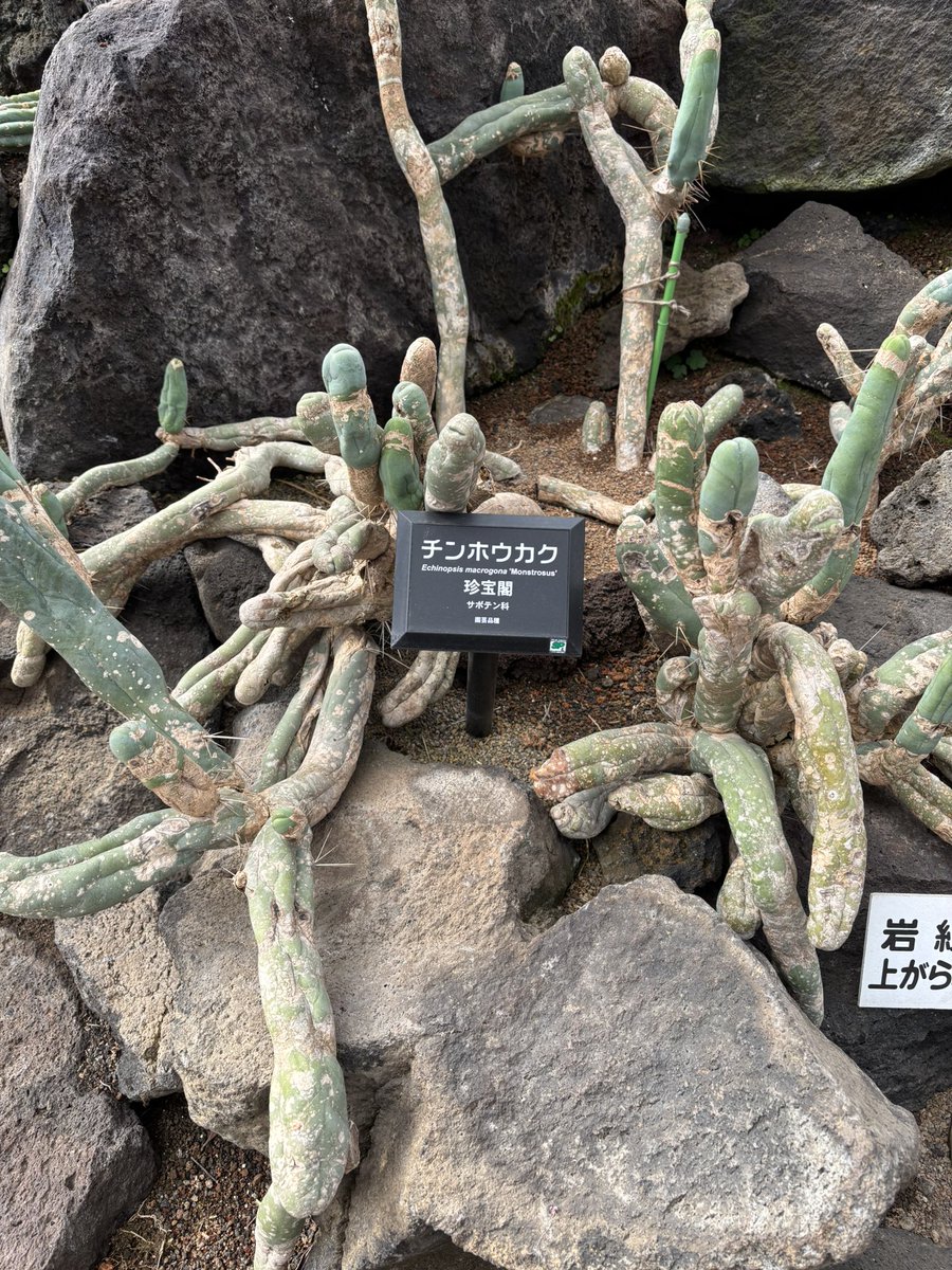 UNcodeR2's tweet image. 伊豆旅行楽しかったです。