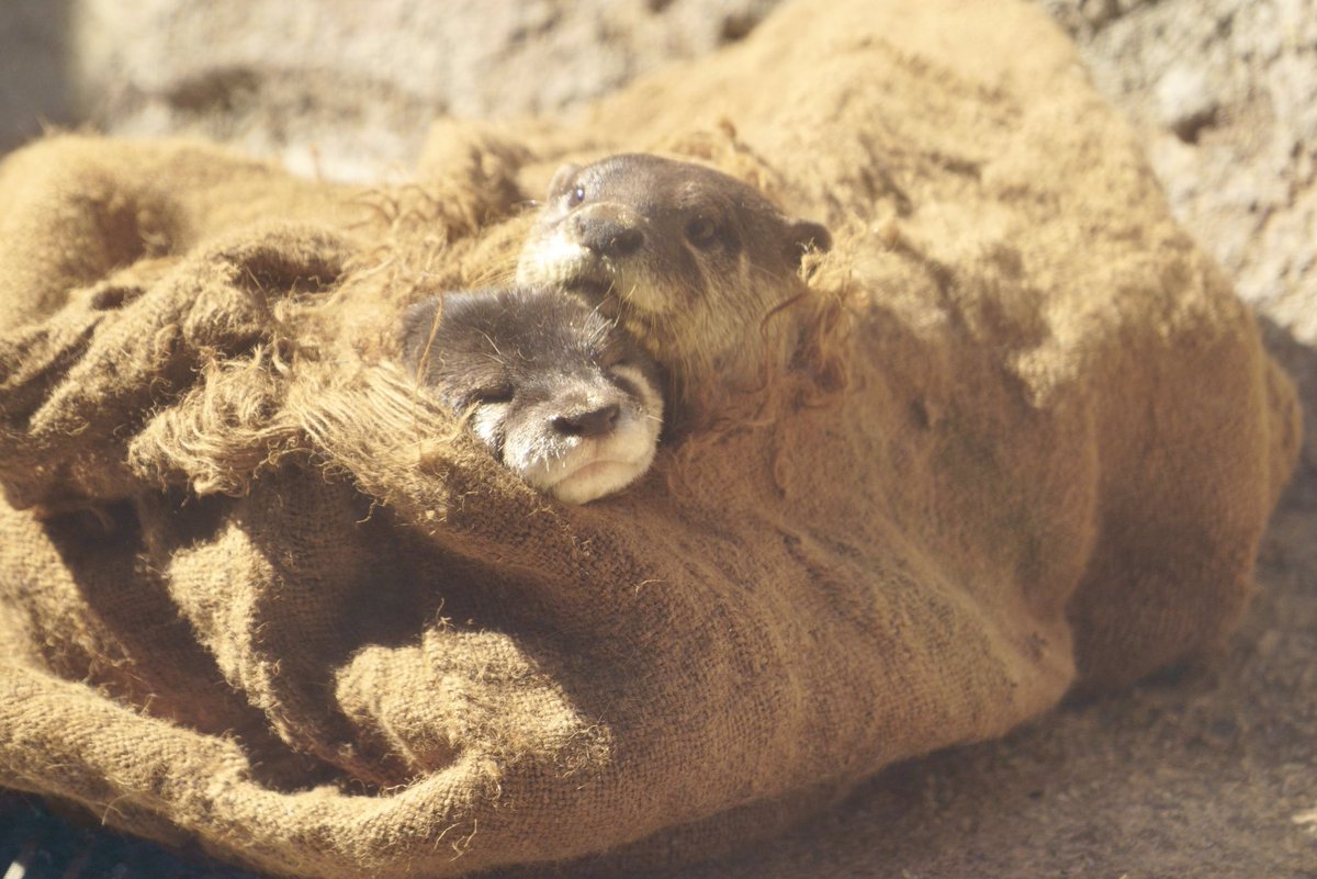 無理に2頭で顔を出さなくても...🤭

2022.2.26📷